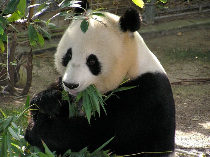 a panda eating bamboo