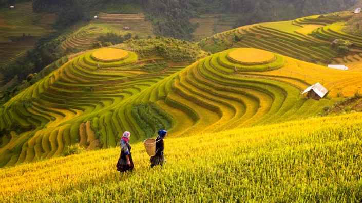 traditional Chinses rice terraces