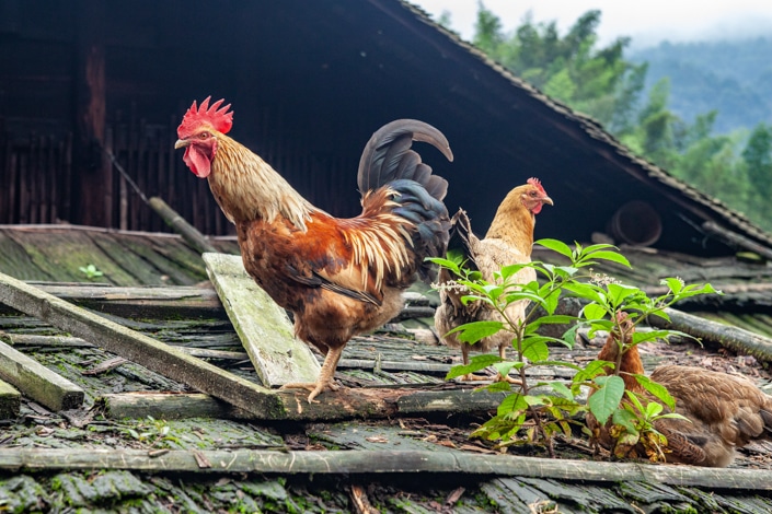 a rooster and a chicken outdoors