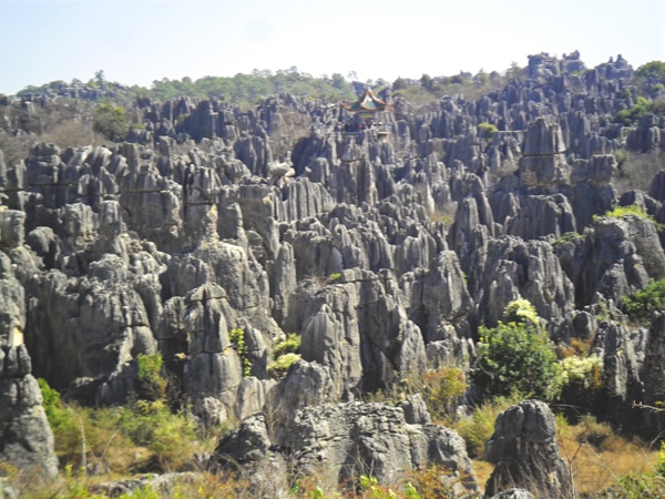 Stone Forest