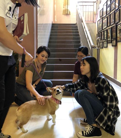 Understanding the Chinese Zodiac: Year of the Dog