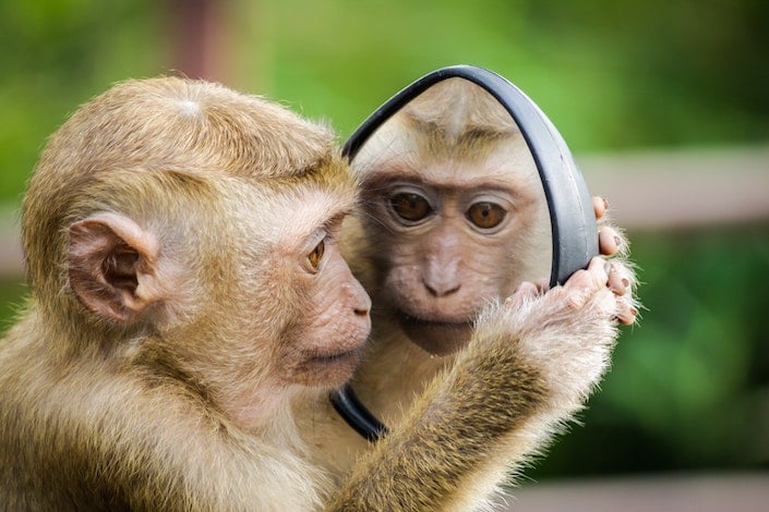Your Guide to the Year of the Monkey