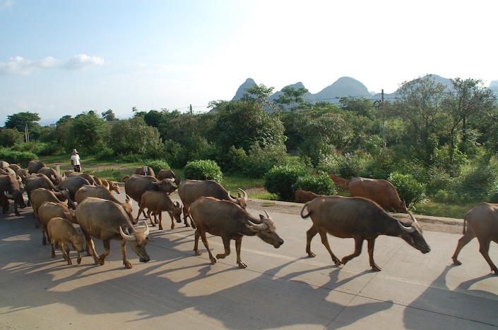 a group of water buffalo walking down a road in China