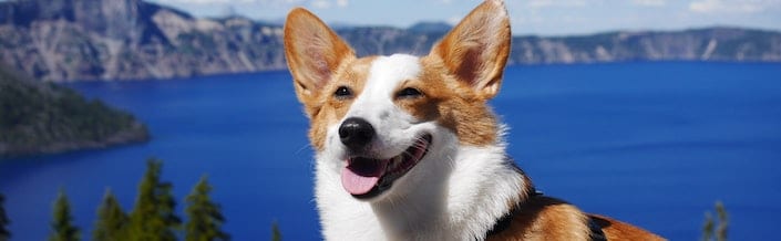 HSK 1 | My Family's Dog