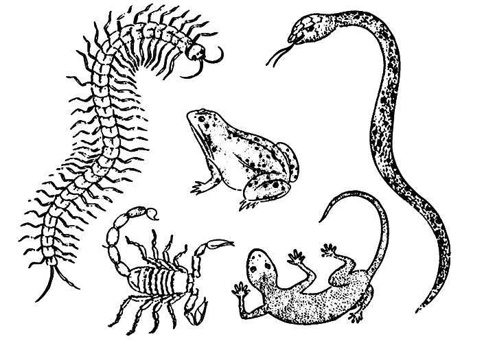 Five poisons
