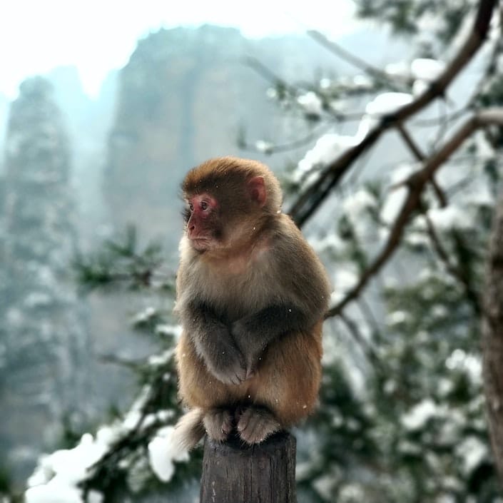 Your Guide to the Year of the Monkey